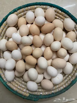 بيض بلدى