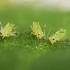 nizoderrm