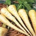 Carrots (Second Grade)