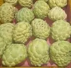 قشطه عبد الرازق