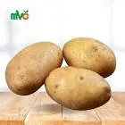 بطاطا بلدي