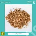 Coriander