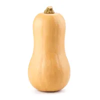 Butternut Squash