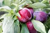 Santa Rosa Plum