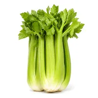 French Celery Bunch