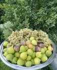 عنب ملوكى بزار