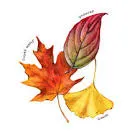 leaves 