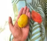 Fass Mango