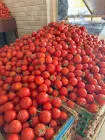 طماطم بلح درجه اول