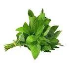 نعناع