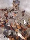 فراخ بلدي بيتي