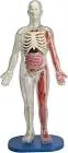 smartlab in body