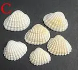 Seashell