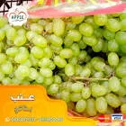 عنب بناتي درجه اولي