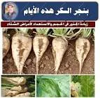 بنجر سكري من غير عرش