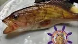 وقار حلابيش