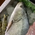 Sea Bass